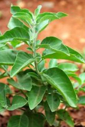 โสมอินเดีย (Indian Ginseng) / 100 เม็ด (India) *