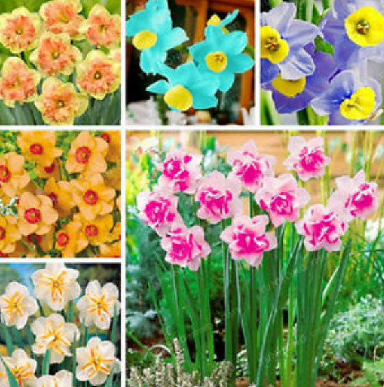 ดารารัตน์ ดูโอ (Daffodil Duo) คละ (B) / 400 เม็ด (China)