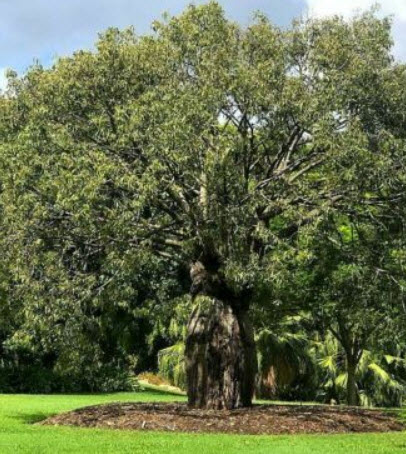 ต้นขวดออสเตรเลีย (Australian Bottle Tree) / 5 เม็ด (Australia)