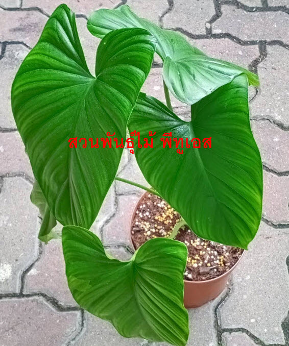 ต้นเสน่ห์จันทร์บุษราคัม จากข้อตาแม่พันธุ์ด่าง ขายทั้งต้น ส่งทั้งกระถาง 10 นิ้ว (ไม่รับเก็บเงินปลายทาง)