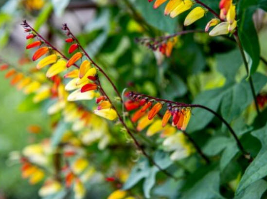 เขี้ยวมณี (Ipomoea Lobata) / 10 เม็ด (France)