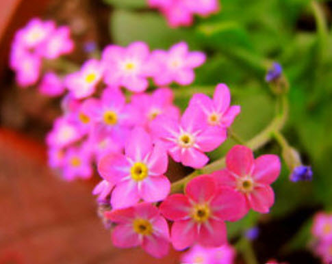 อัลไพน์ ฟอร์เก็ตมีน็อท (Alpine Forget-me-not) สีชมพู / 1,000 เม็ด (UK)