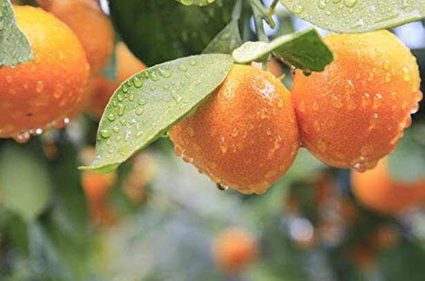 ต้นส้มนาเวล เนเวล (Navel orange) ส้มสะดือ สูง 35-50 ซ.ม. / ต้น