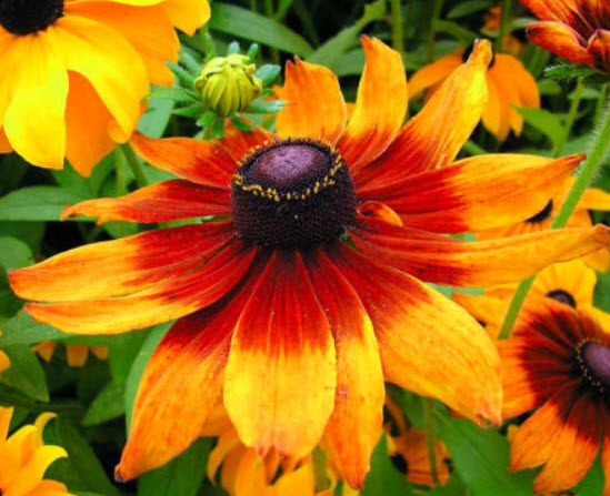 แววตา (Golden Coneflower) คละ / 1,000 เม็ด (UK)