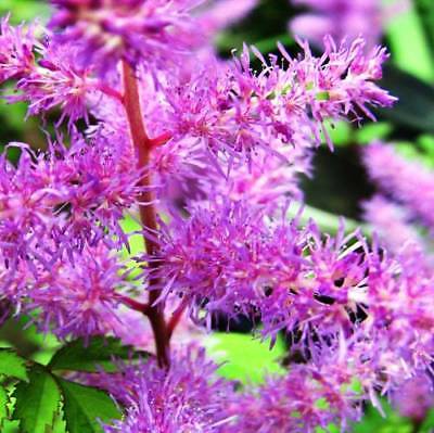 อัสดง (Astilbe) คละ / ซอง 50 เม็ด (A117)