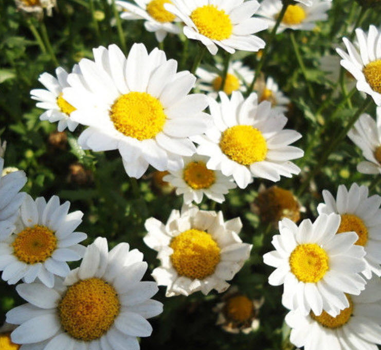 เดซี่ (white Daisy) สีขาว / ซอง 30 เม็ด (A048)