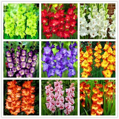 หัวแกลดิโอลัสคละ (Mixed Gladiolus) / ขายส่ง (wholesale)