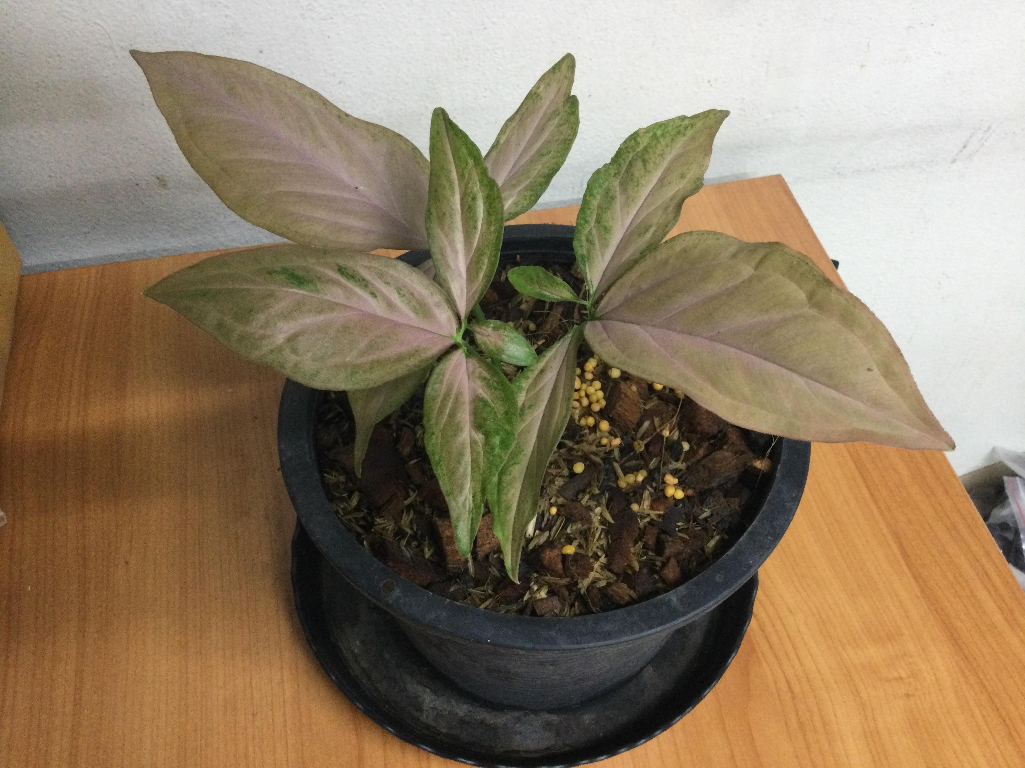 ต้นเงินไหลมา พิ้งค์ สแปลช (Syngonium Pink Splash) กระถาง 8 นิ้ว