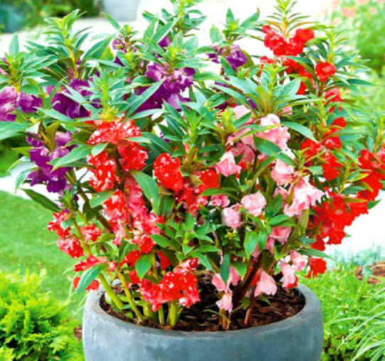 เทียนซ้อน (Garden Balsam) คละ / 20 เม็ด (UK)