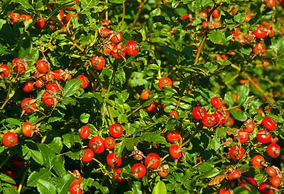 ด็อก โรส (Dog Rose) / 30 เม็ด (UK)