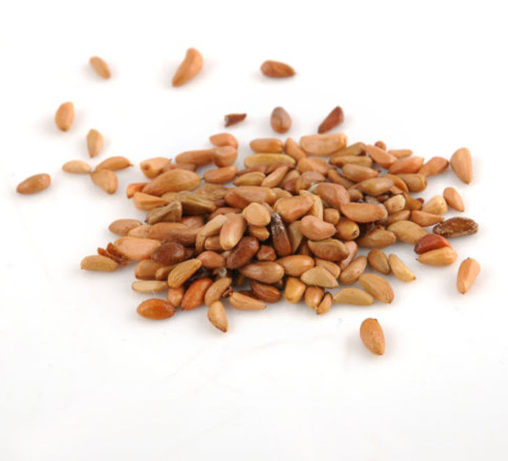 กุหลาบเลื้อย สีส้ม / 100 เม็ด