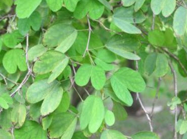 พญากาหลง (Yellow Orchid tree) / 10 เม็ด