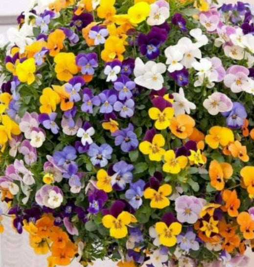 ไวโอลา หรือหน้าแมวจิ๋ว (Viola cornuta Bambini) คละ / 400 เม็ด (UK)