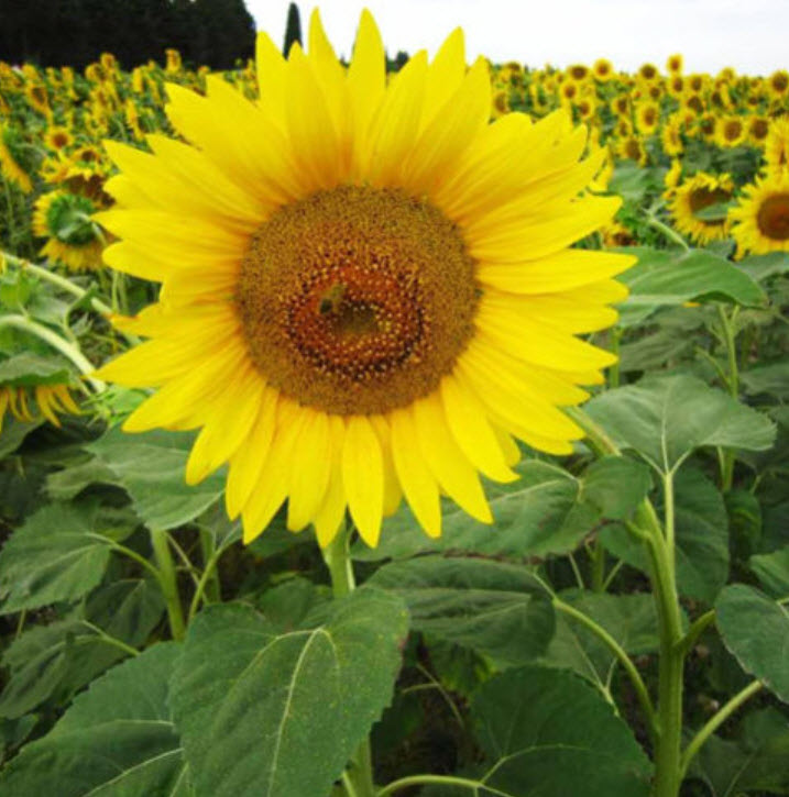 ทานตะวัน (Sunflower) / ซอง 15 เม็ด (A007)