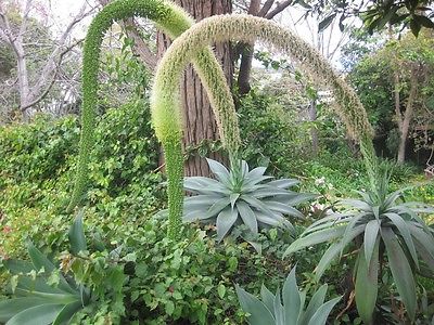 อะกาเว่หางหมาจิ้งจอก (Fox Tail Agave) / 5 เม็ด (UK)