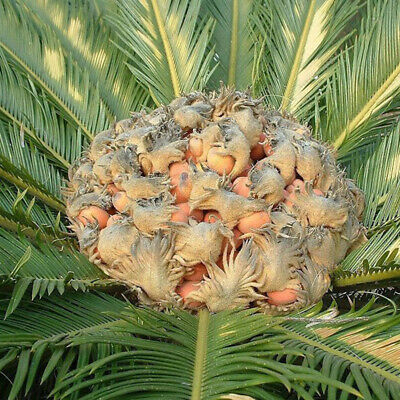 ปรงญี่ปุ่น (Cycas Revoluta) / 1 เม็ด (China)