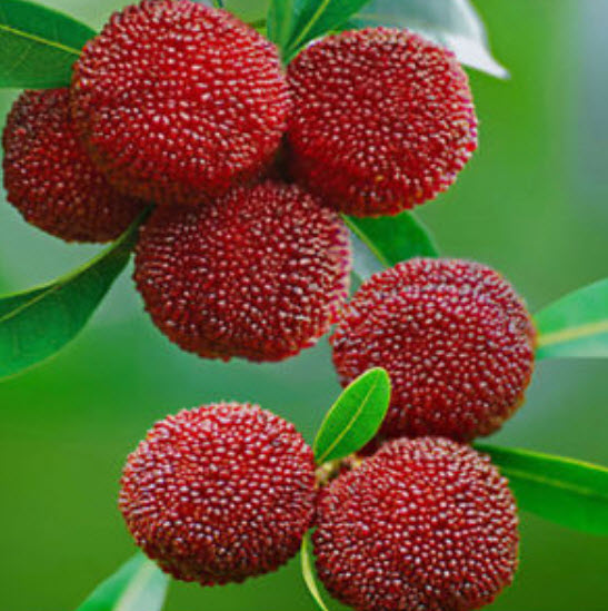 หยางเหมย / ยัมเบอรี่ (Yangmei / Yumberry) แดง / 10 เม็ด (China)