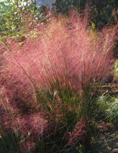 หญ้ามูลี่ชมพู/แดง (Pink/Red Muhly Grass) / 100 เม็ด (Mongolia)