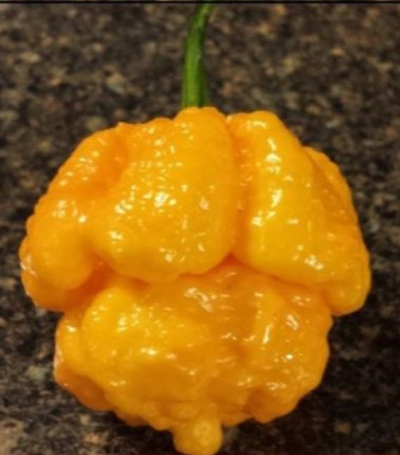พริก Trinidad Moruga Scorpion เหลือง / 20 เม็ด (USA)