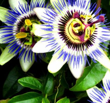 สร้อยฟ้า (Passion Flower) / 40 เม็ด (UK)