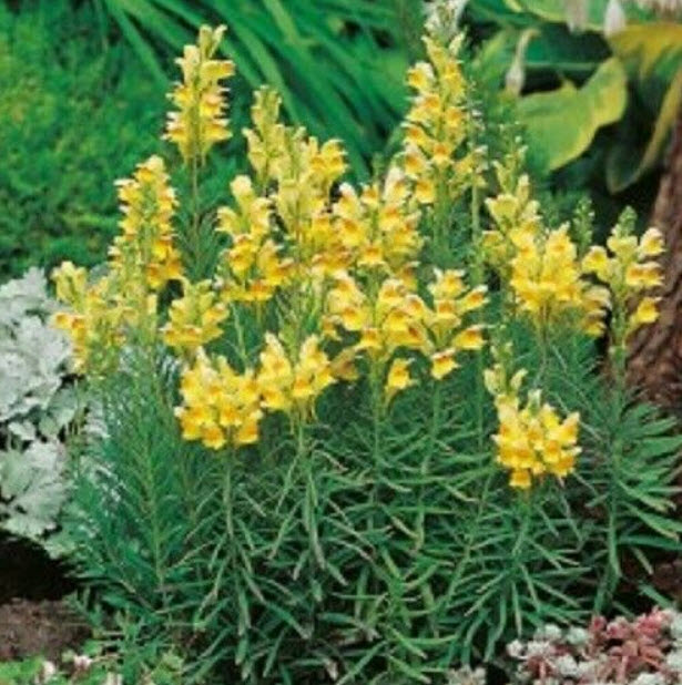 คอมม่อน โทดแฟล็กซ์ (Common Toadflax) / 4,000 เม็ด (UK)