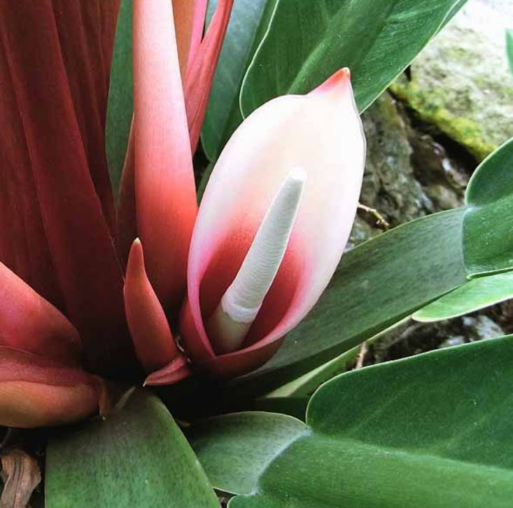 ฟิโลเดนดรอน (Philodendron imbe) / 10 เม็ด (Australia)