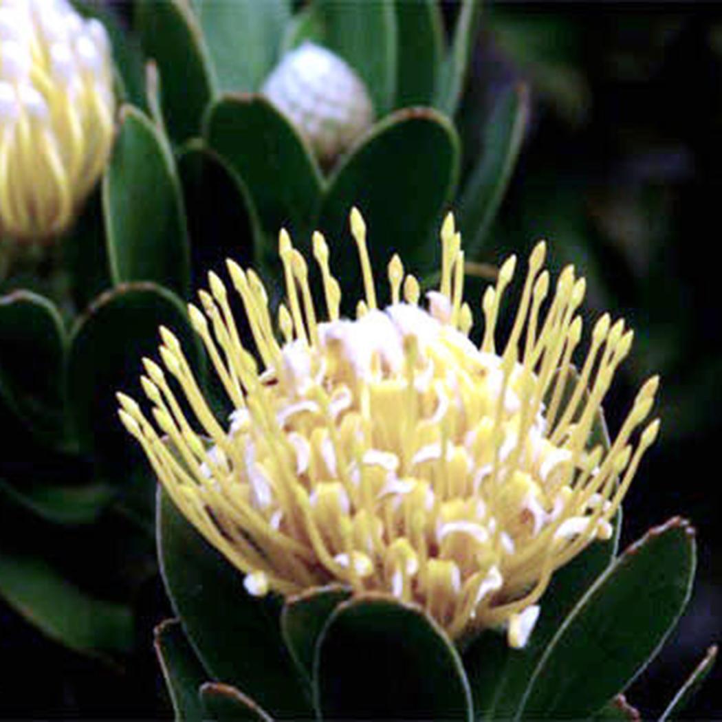 โพรเทีย (Protea) คละ / 10 เม็ด (นอก)