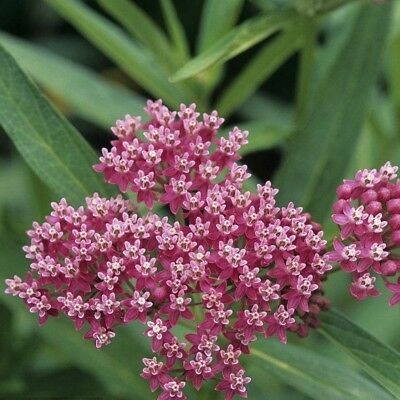 มิลค์หวีด สีแดง (Blood-flower Milkweed) / ซอง 20 เม็ด (A301)