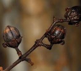 เมล็ดตะแบก (Bungor) / 100 เม็ด