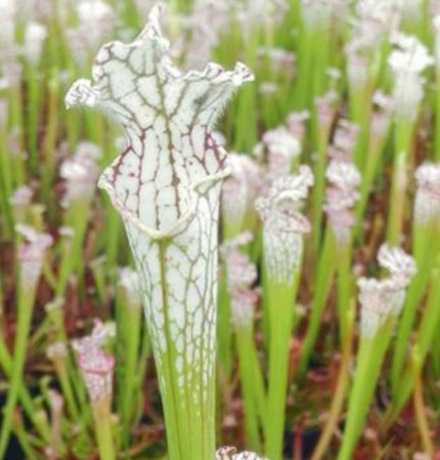 ซาราซีเนีย (Sarracenia) สีขาว-เขียว / 50 เม็ด (หายาก)
