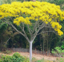 ยีราฟ (Brazilian fire tree) / 5 เม็ด (India)