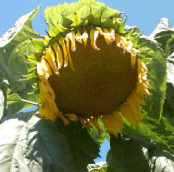ทานตะวันดอกใหญ่ (Giant Sunflower) / 20 เม็ด (ขายดี)
