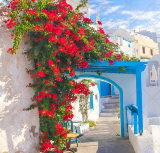 เฟื่องฟ้าเลื้อย (Climbing Bougainvillea) คละสี / 50 เม็ด (นอก)