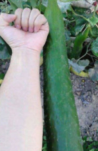 แตงกวาญี่ปุ่นลูกใหญ่-ยาว / 50 เม็ด