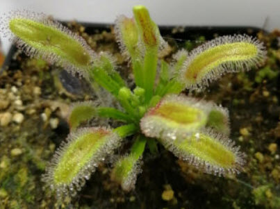 หยาดน้ำค้าง (Drosera Capensis) / 5 เม็ด (Spain)