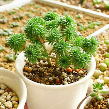 ซีดัม มัลติเซ็ปส์ (Sedum Multiceps) / 100 เม็ด