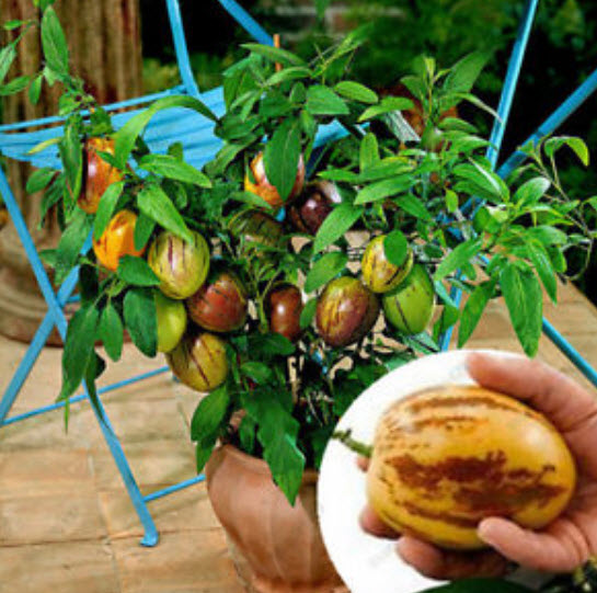 แคนตาลูปต้น (Pepino melon) / 100 เม็ด (นอก)