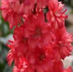 ฮอลลี่ฮ็อค (Hollyhock) สีแดง / 100 เม็ด