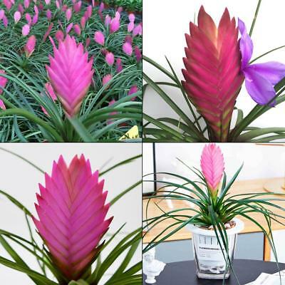 ทิลแลนด์เซีย (Purple Flower Pineapple) สีม่วง / 40 เม็ด