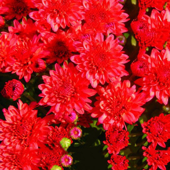เบญจมาศคลุมดิน (Ground-cover Chrysanthemum) สีแดง / 100 เม็ด