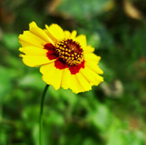 ดอกไม้ไหว (Coreopsis Drummondii) ดอกซ้อน / ซอง 50 เม็ด (A096)