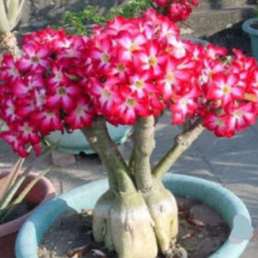 ชวนชม (Adenium) ชมพู / 10 เม็ด (BH81)