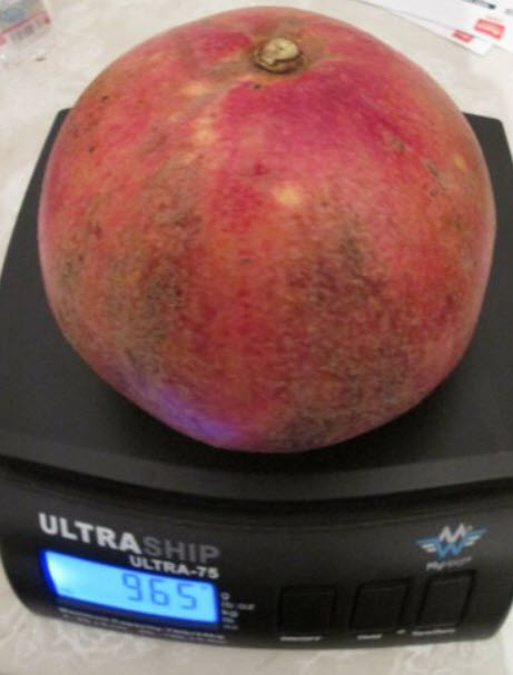 ทับทิมตุรกี ผลใหญ่ (Giant Turkey) / 10 เม็ด (UK)