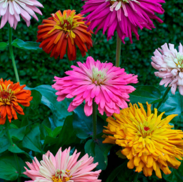 บานชื่น (Zinnia Cactus) คละสี / 100 เม็ด (UK)
