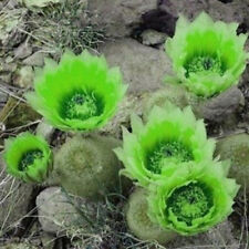 เอชชิวาเรีย (Echeveria) ดอกสีเขียว / 50 เม็ด