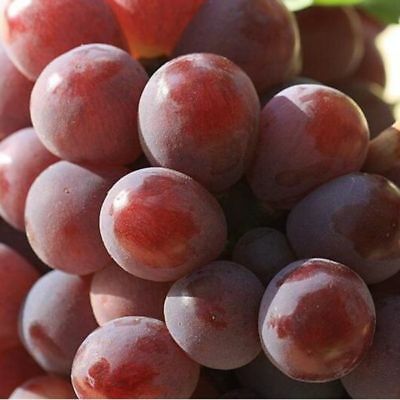องุ่น เรด โกลบ (Red Globe Grape) / 25 เม็ด (นอก)
