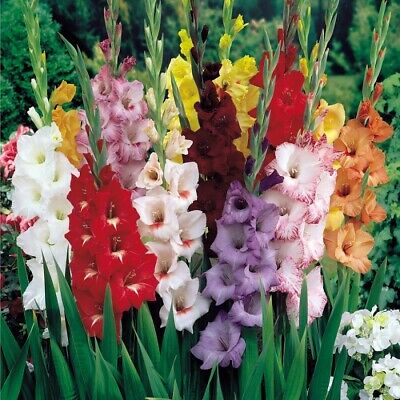แกลดิโอลัส (Gladiolus) คละ / 100 เม็ด