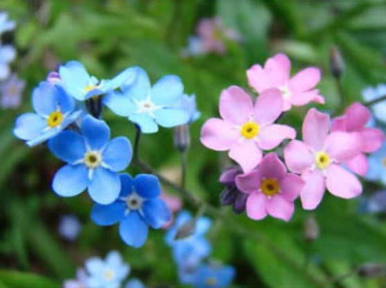 ฟอร์เก็ท มี น็อท (Forget Me Not) คละ / 1,000 เม็ด (UK)*