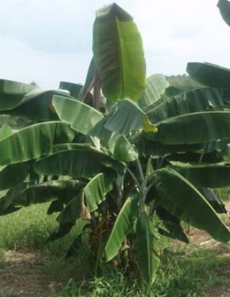 กล้วยป่า (Wild Banana / Musa thomsonii) / 5 เม็ด (France)*