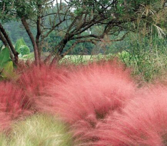 หญ้ามูลี่ สีชมพู (Pink Muhly Grass) / 50 เม็ด (France)*